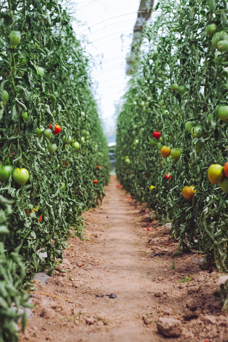 les jardins du marais-agriculture-bio intensif-exploitation-durable-maraicher-biodiversité-les ponts-de-martel-micro ferme-1000m-durable-futur-suisse-romande-légumes-fruits-ferme-agricole-durabilité-culture-canton-neuchatel-terre-avenir-markus-spiske-iOL-0GJY-DM-unsplash