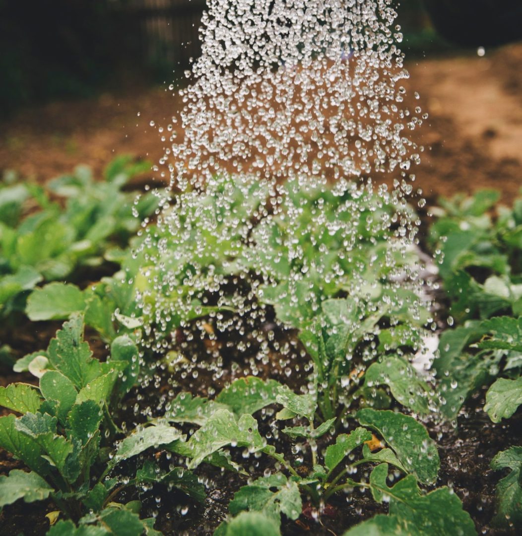 les jardins du marais-agriculture-bio intensif-exploitation-durable-maraicher-biodiversité-les ponts-de-martel-micro ferme-1000m-durable-futur-suisse-romande-légumes-fruits-ferme-agricole-durabilité-culture-canton-neuchatel-terre-avenir-markus-spiske-sFydXGrt5OA-unsplash