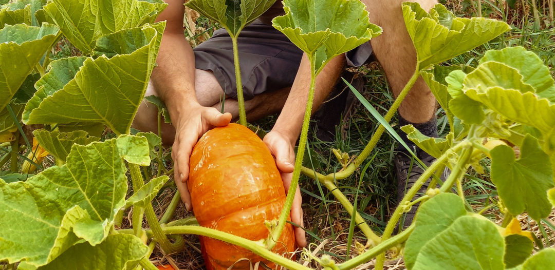 les jardins du marais-agriculture-bio intensif-exploitation-durable-maraicher-biodiversité-les ponts-de-martel-micro ferme-1000m-durable-futur-suisse-romande-légumes-fruits-ferme-agricole-durabilité-culture-canton-neuchatel-terre-avenir