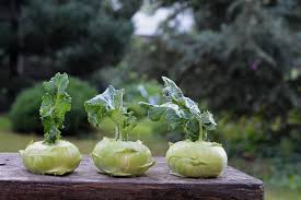 Chou Pomme - Blanc / Pièce