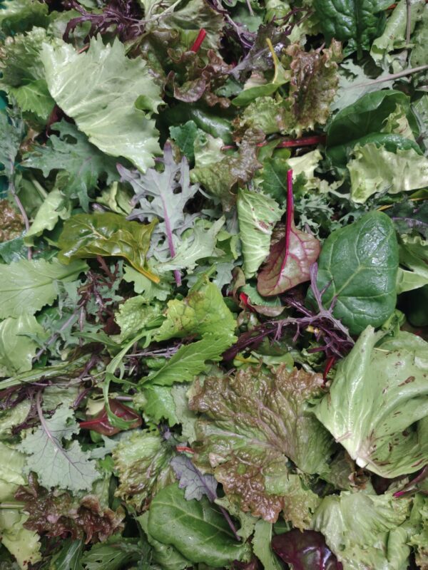 Mélange mesclun - Diff. Mél. Laitue et verdurette / 100gr