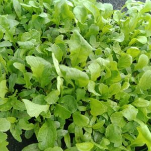 Roquette / 100gr