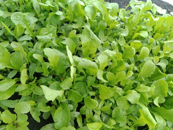 Roquette / 100gr