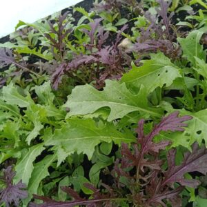 Moutarde - Mélange de variété / 100gr